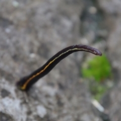 Hirudinea sp. (Class) at Moruya, NSW - 26 Mar 2022