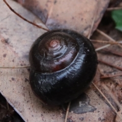 Pommerhelix mastersi (Merimbula Woodland Snail) at Broulee Moruya Nature Observation Area - 26 Mar 2022 by LisaH