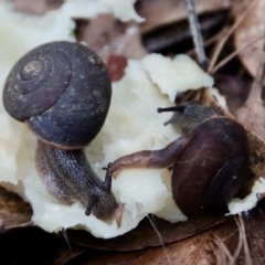 Pommerhelix mastersi (Merimbula Woodland Snail) at Moruya, NSW - 26 Mar 2022 by LisaH