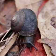 Pommerhelix mastersi at Moruya, NSW - suppressed