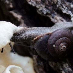 Pommerhelix mastersi at Moruya, NSW - suppressed