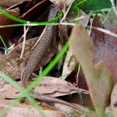 Saproscincus mustelinus (Weasel Skink) at Moruya, NSW - 26 Mar 2022 by LisaH