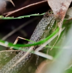 Saproscincus mustelinus at Moruya, NSW - suppressed