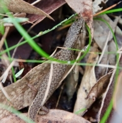 Saproscincus mustelinus at Moruya, NSW - suppressed