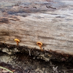 Unidentified Clubs/stalks on wood or on leaf/twig litter at Moruya, NSW - 26 Mar 2022 by LisaH