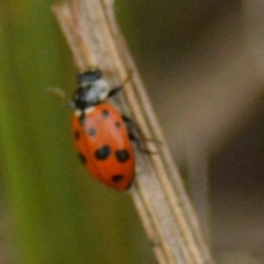 Hippodamia variegata (Spotted Amber Ladybird) at Mount Jerrabomberra - 25 Mar 2022 by TmacPictures