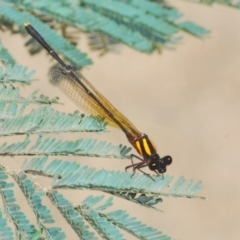 Unidentified Damselfly (Zygoptera) (TBC) at Greenway, ACT - 20 Mar 2022 by Harrisi