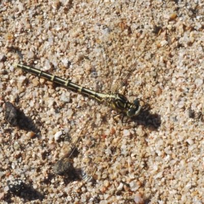 Austrogomphus guerini (Yellow-striped Hunter) at Pine Island to Point Hut - 20 Mar 2022 by Harrisi