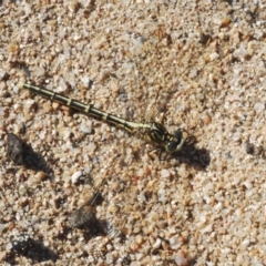 Unidentified Dragonfly (Anisoptera) (TBC) at Pine Island to Point Hut - 20 Mar 2022 by Harrisi