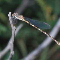 Unidentified Damselfly (Zygoptera) (TBC) at Stromlo, ACT - 18 Mar 2022 by Harrisi