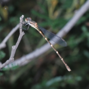 Austrolestes leda at Stromlo, ACT - 18 Mar 2022