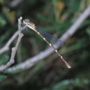 Austrolestes leda at Stromlo, ACT - 18 Mar 2022