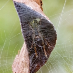 Deliochus pulcher (Beautiful Deliochus spider) at QPRC LGA - 26 Mar 2022 by WHall