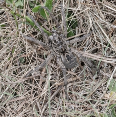 Tasmanicosa sp. (genus) (Unidentified Tasmanicosa wolf spider) at QPRC LGA - 26 Mar 2022 by WHall