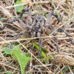 Tasmanicosa sp. (genus) at Googong, NSW - 26 Mar 2022