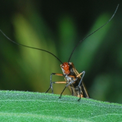 Chorista australis (Autumn scorpion fly) at Stromlo, ACT - 18 Mar 2022 by Harrisi