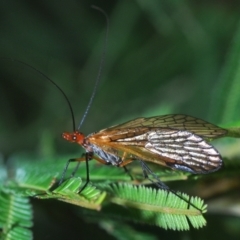 Chorista australis at Stromlo, ACT - 18 Mar 2022 06:16 PM