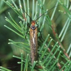 Chorista australis at Stromlo, ACT - 18 Mar 2022 06:16 PM