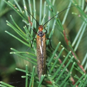 Chorista australis at Stromlo, ACT - 18 Mar 2022 06:16 PM