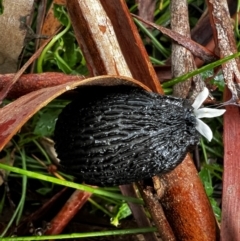 Arion ater (European Black Slug) at Wingecarribee Local Government Area - 26 Mar 2022 by SalC