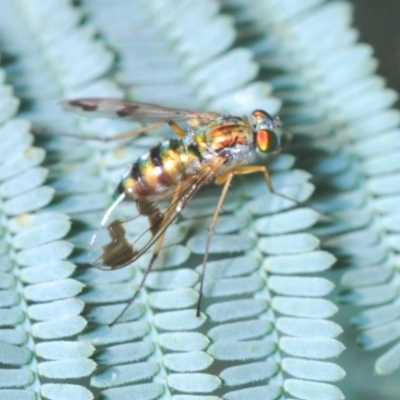 Austrosciapus sp. (genus) (Long-legged fly) at Greenway, ACT - 20 Mar 2022 by Harrisi