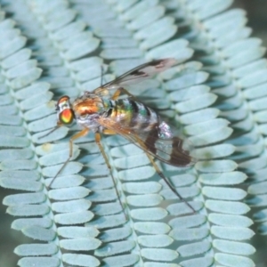 Austrosciapus sp. (genus) at Greenway, ACT - 20 Mar 2022