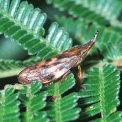 Philagra parva (Beaked spittlebug) at Stromlo, ACT - 18 Mar 2022 by Harrisi