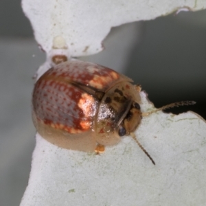 Paropsisterna m-fuscum at Melba, ACT - 23 Jan 2022