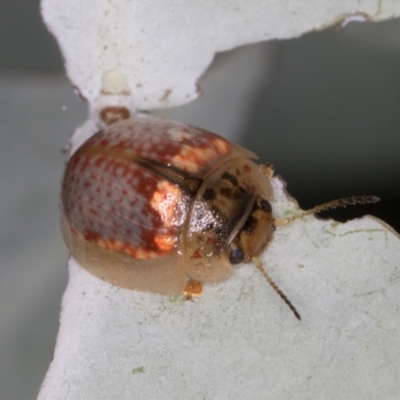 Paropsisterna m-fuscum (Eucalyptus Leaf Beetle) at Melba, ACT - 23 Jan 2022 by kasiaaus