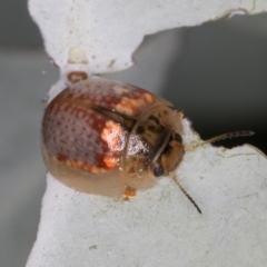 Paropsisterna m-fuscum (Eucalyptus Leaf Beetle) at Melba, ACT - 23 Jan 2022 by kasiaaus