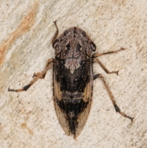 Stenocotis depressa at Melba, ACT - 23 Jan 2022 02:41 PM