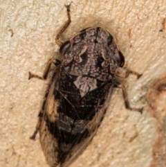 Stenocotis depressa at Melba, ACT - 23 Jan 2022 02:41 PM