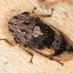 Stenocotis depressa at Melba, ACT - 23 Jan 2022 02:41 PM