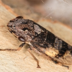 Stenocotis depressa at Melba, ACT - 23 Jan 2022 02:41 PM