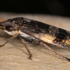 Stenocotis depressa at Melba, ACT - 23 Jan 2022 02:41 PM