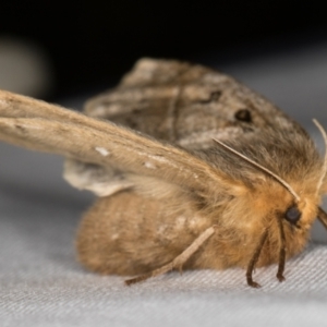 Anthela ocellata at Melba, ACT - 23 Jan 2022 09:22 PM