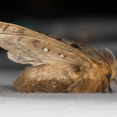 Anthela ocellata at Melba, ACT - 23 Jan 2022 09:22 PM