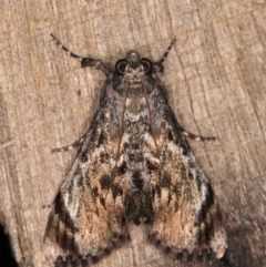Salma pyrastis (A Pyralid moth (Epipaschiinae) at Melba, ACT - 23 Jan 2022 by kasiaaus