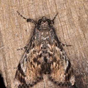 Salma pyrastis at Melba, ACT - 23 Jan 2022 09:22 PM