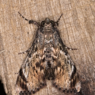 Salma pyrastis (A Pyralid moth (Epipaschiinae subfam.)) at Melba, ACT - 23 Jan 2022 by kasiaaus