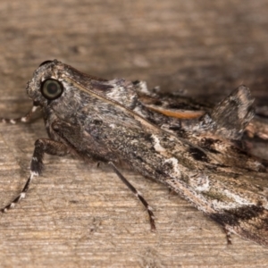 Salma pyrastis at Melba, ACT - 23 Jan 2022 09:22 PM