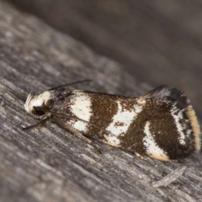 Isomoralla gephyrota (A Concealer moth) at Melba, ACT - 23 Jan 2022 by kasiaaus