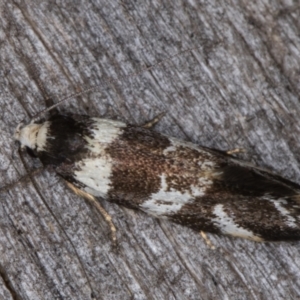 Isomoralla gephyrota at Melba, ACT - 23 Jan 2022 09:23 PM