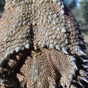 Pogona barbata at Elong Elong, NSW - 5 Mar 2016