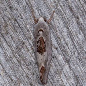 Tymbophora peltastis at Melba, ACT - 23 Jan 2022 09:23 PM