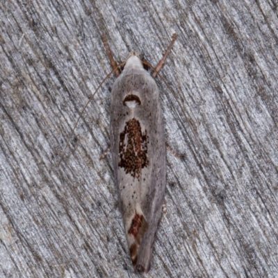 Tymbophora peltastis (A Xyloryctid moth (Xyloryctidae)) at Melba, ACT - 23 Jan 2022 by kasiaaus