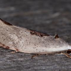 Tymbophora peltastis at Melba, ACT - 23 Jan 2022 09:23 PM