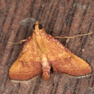 Endotricha pyrosalis at Melba, ACT - 23 Jan 2022