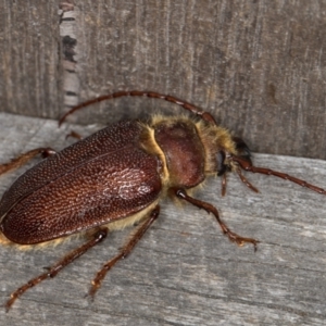 Sceleocantha glabricollis at Melba, ACT - 23 Jan 2022