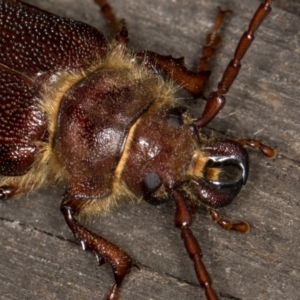 Sceleocantha glabricollis at Melba, ACT - 23 Jan 2022 09:30 PM